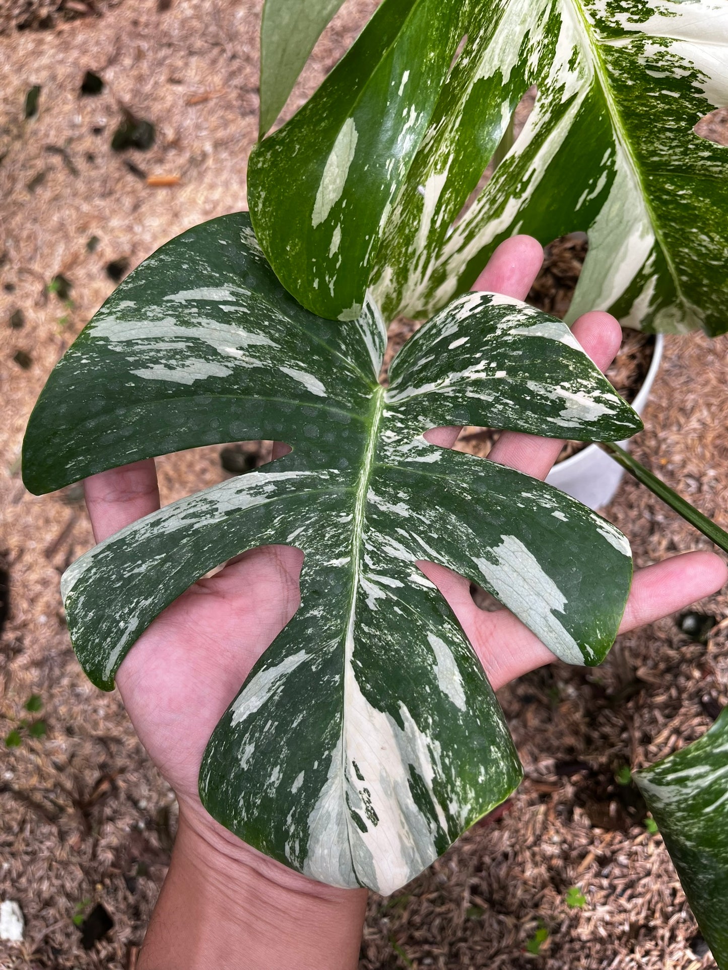 Monstera Variegated