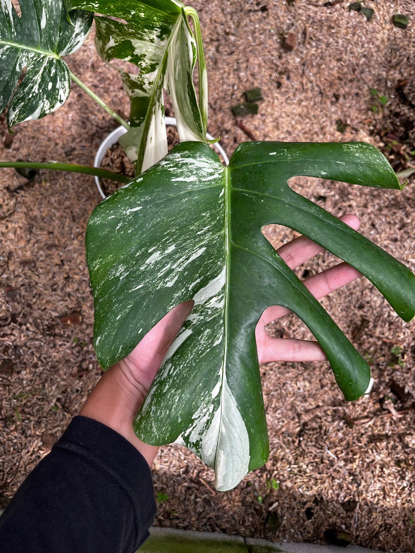 Monstera Variegated