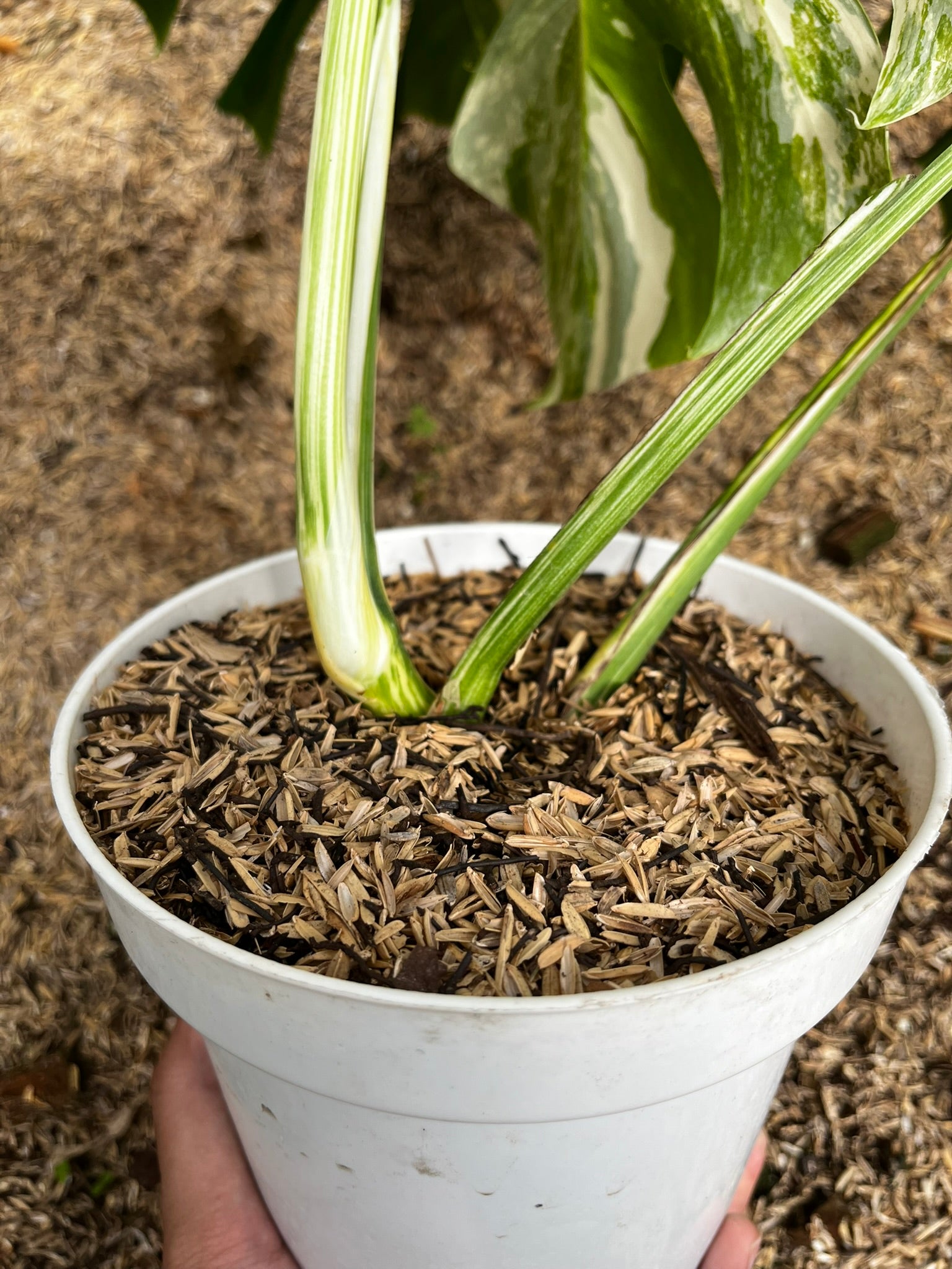 Monstera Variegated