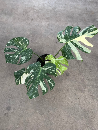 Monstera Thai Constellation
