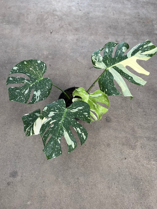 Monstera Thai Constellation