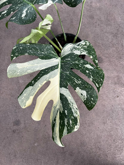 Monstera Thai Constellation