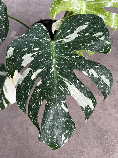 Monstera Thai Constellation