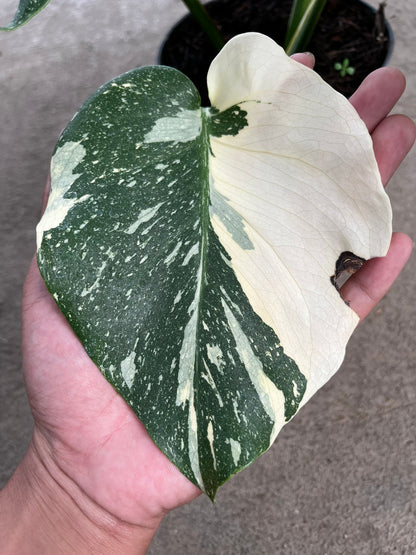 Monstera Thai Constellation