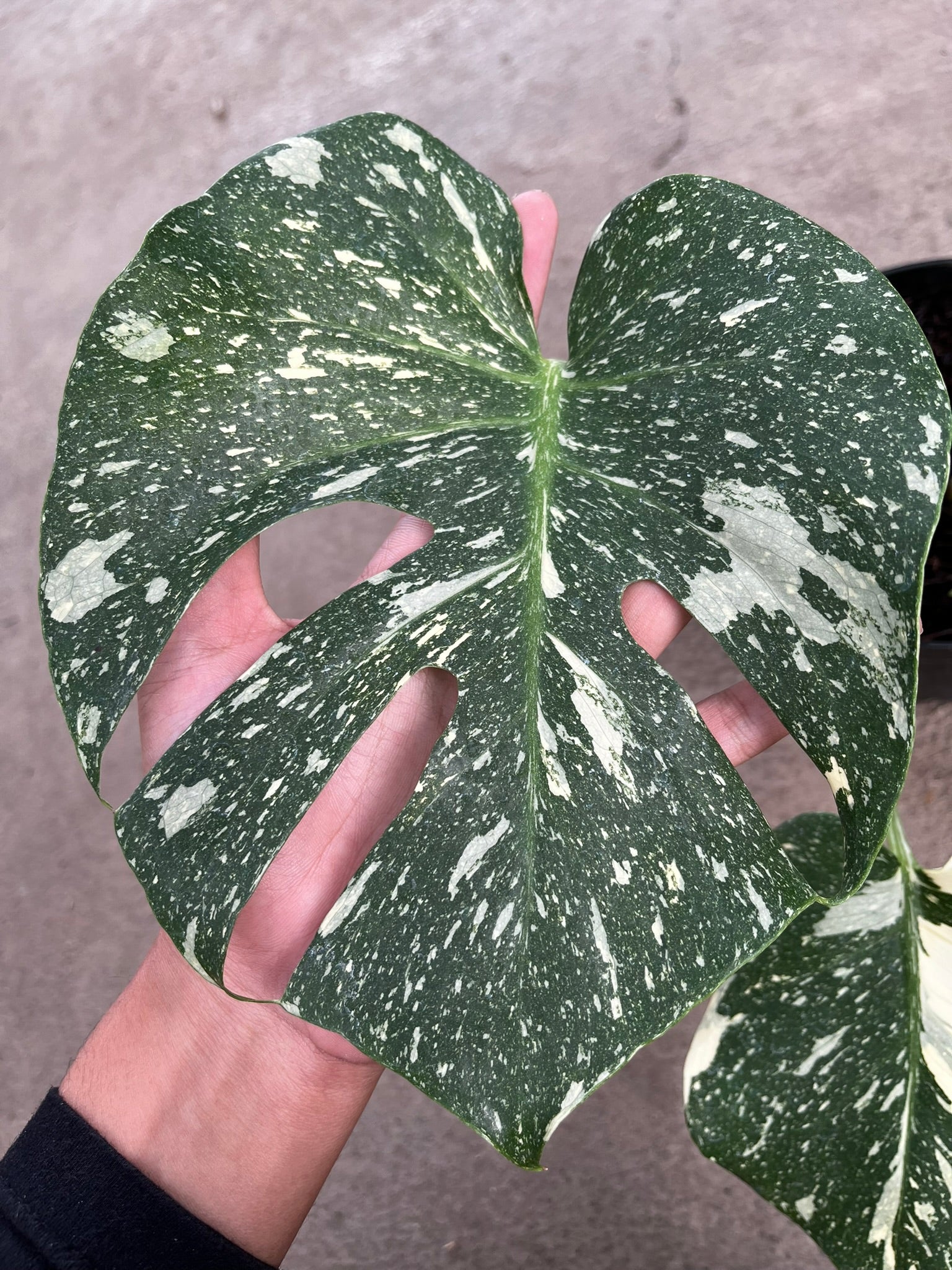 Monstera Thai Constellation