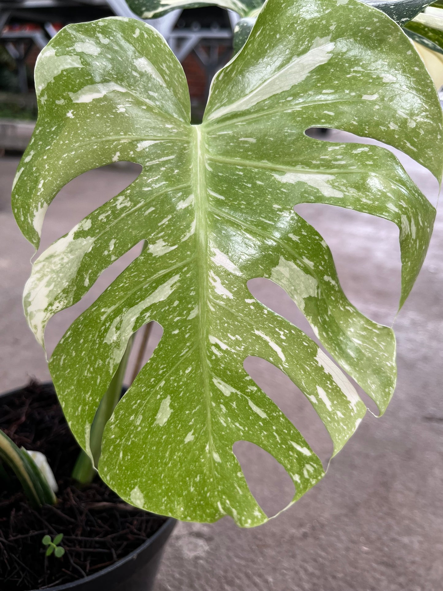 Monstera Thai Constellation