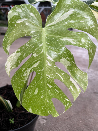 Monstera Thai Constellation