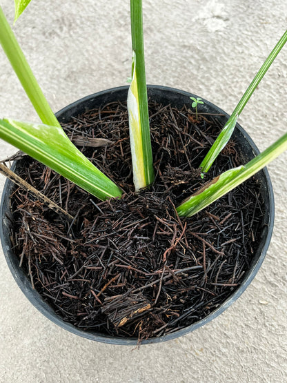 Monstera Thai Constellation