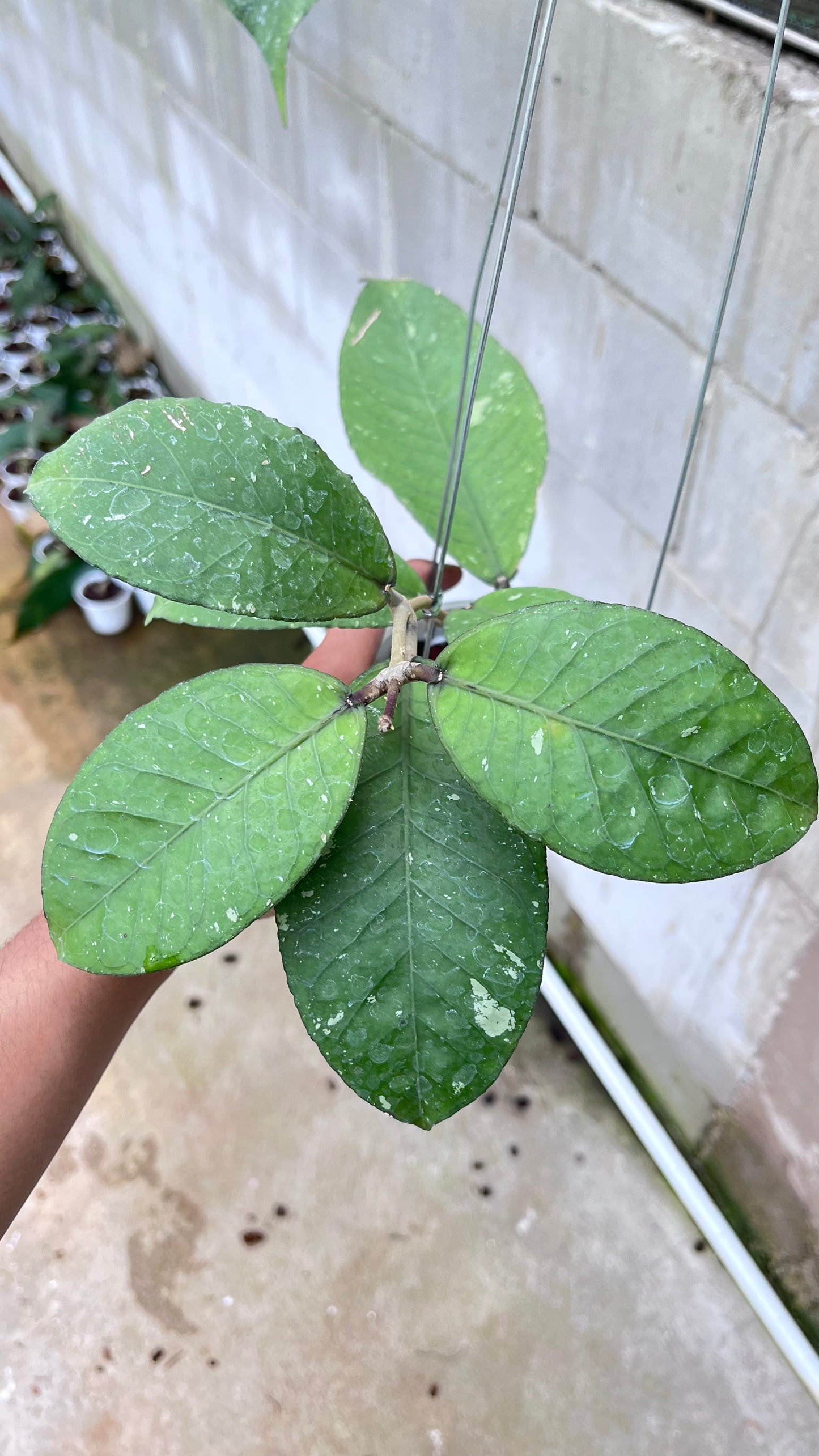 Hoya Rikit Musara