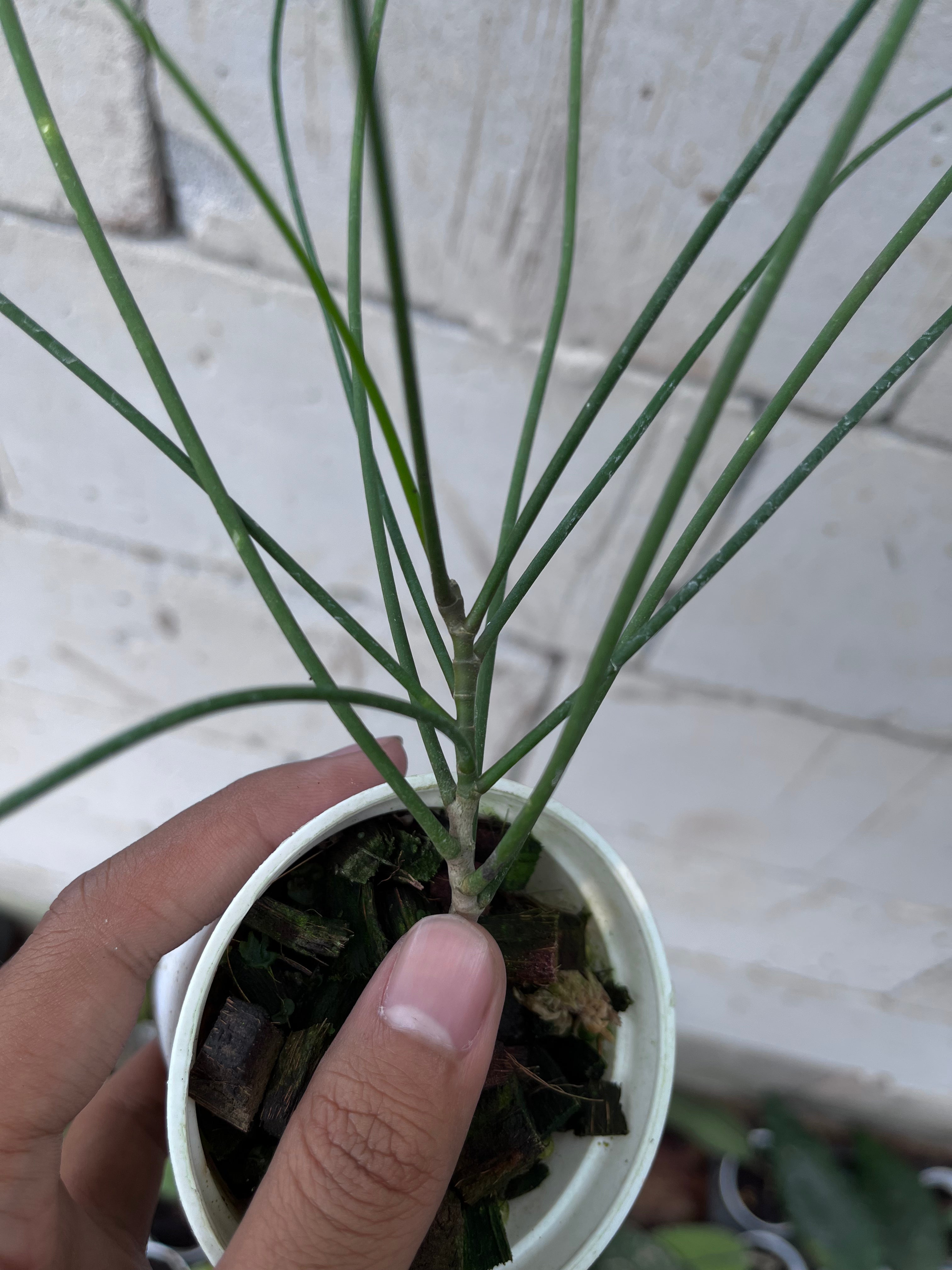 Hoya Spartioides