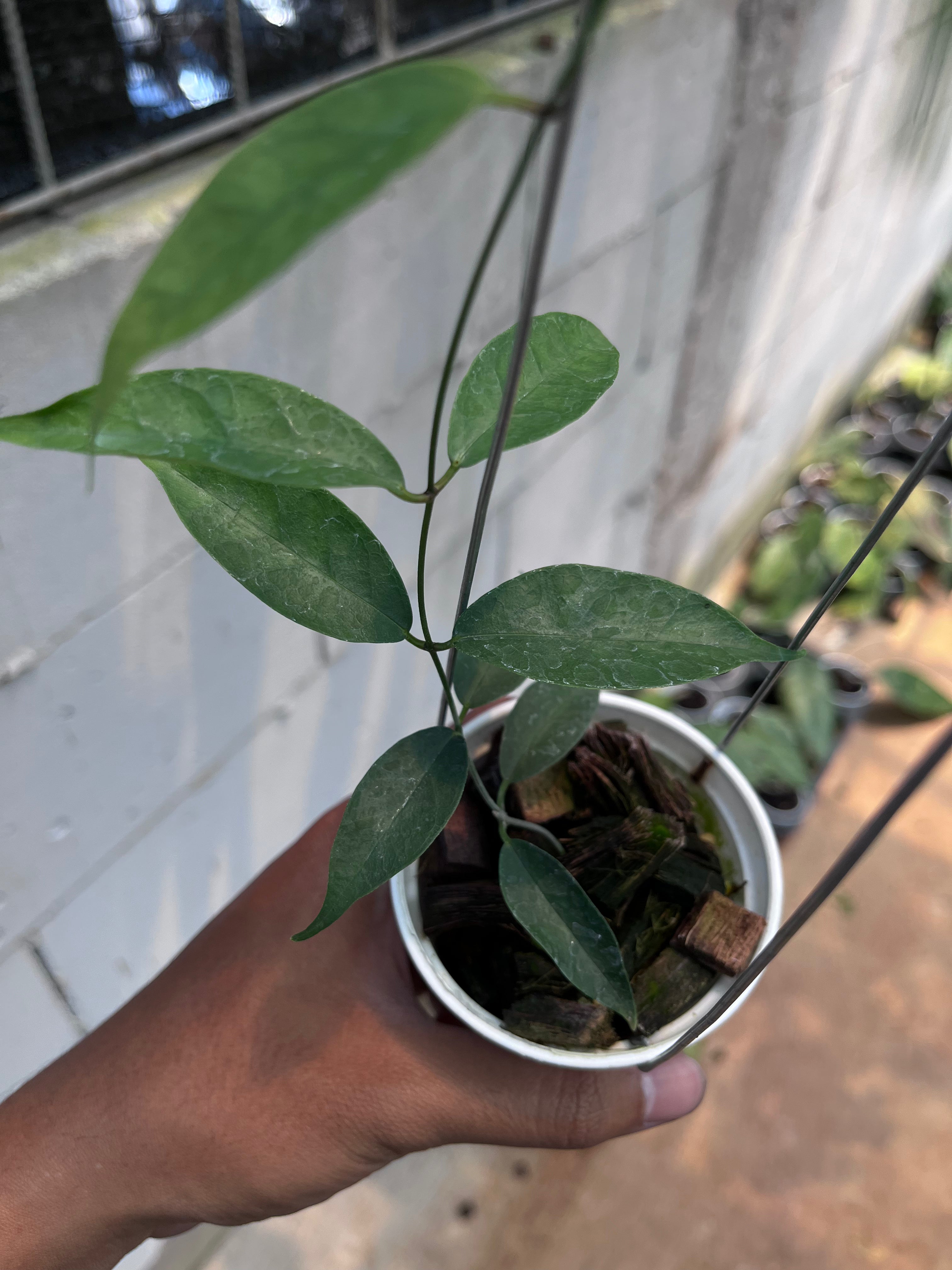Hoya Medusa