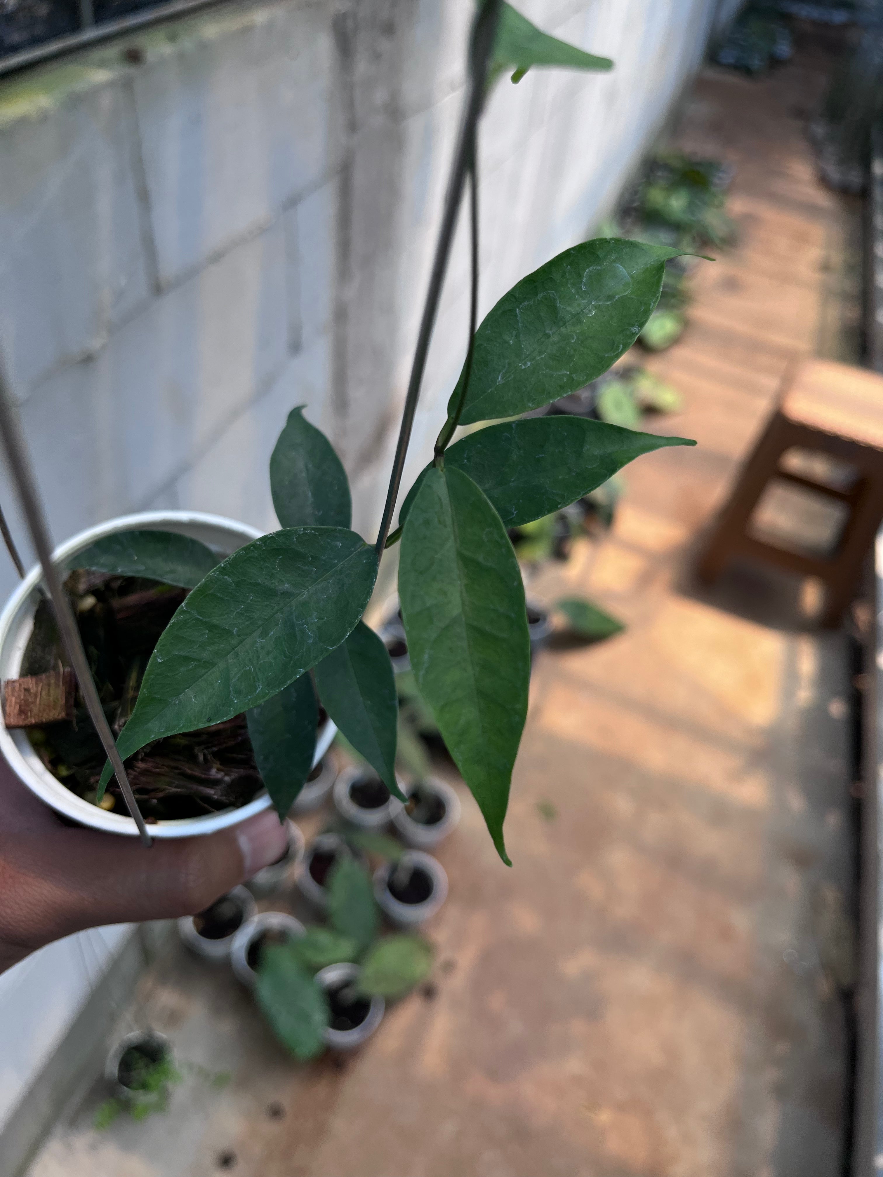 Hoya Medusa