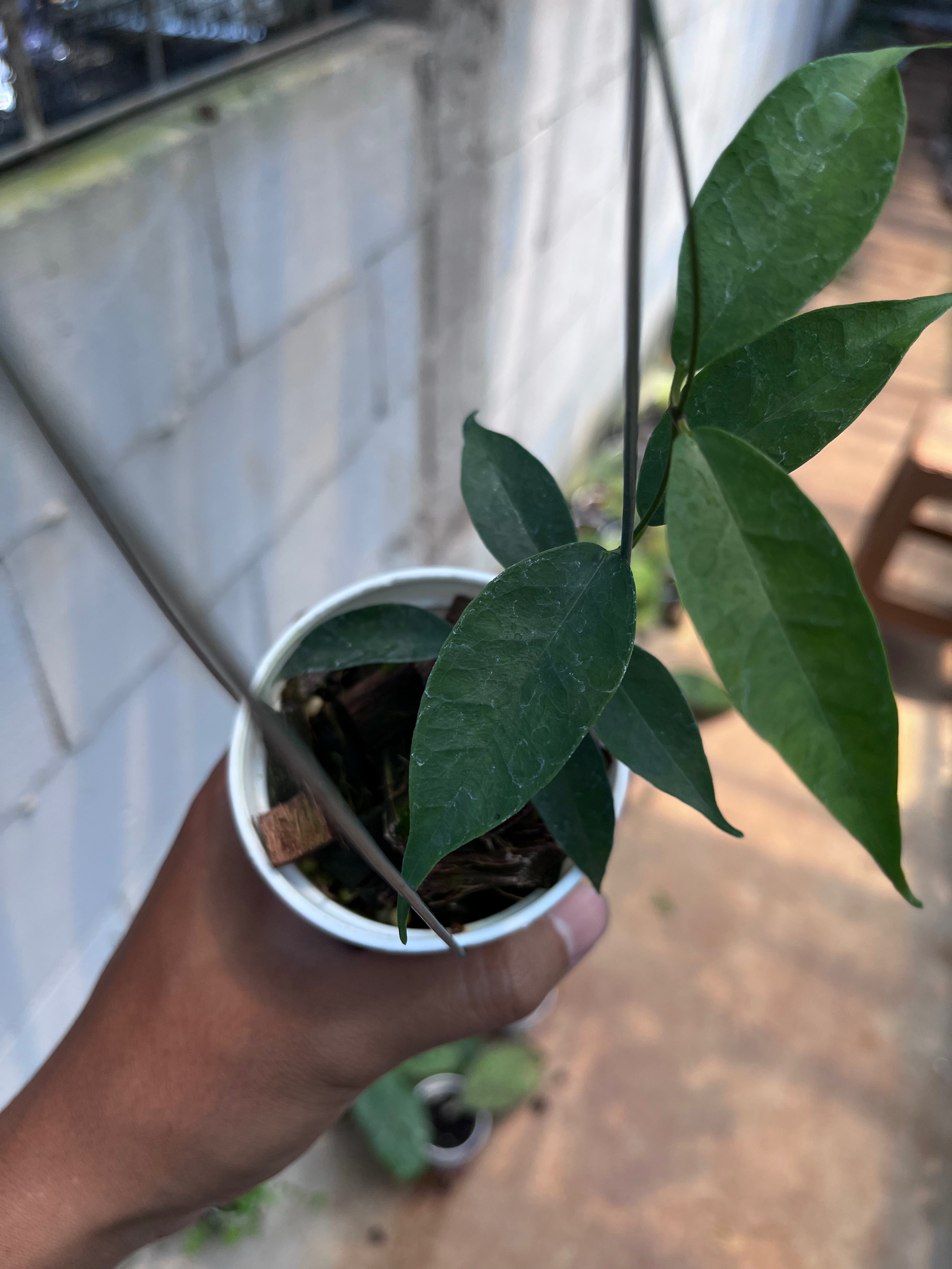Hoya Medusa