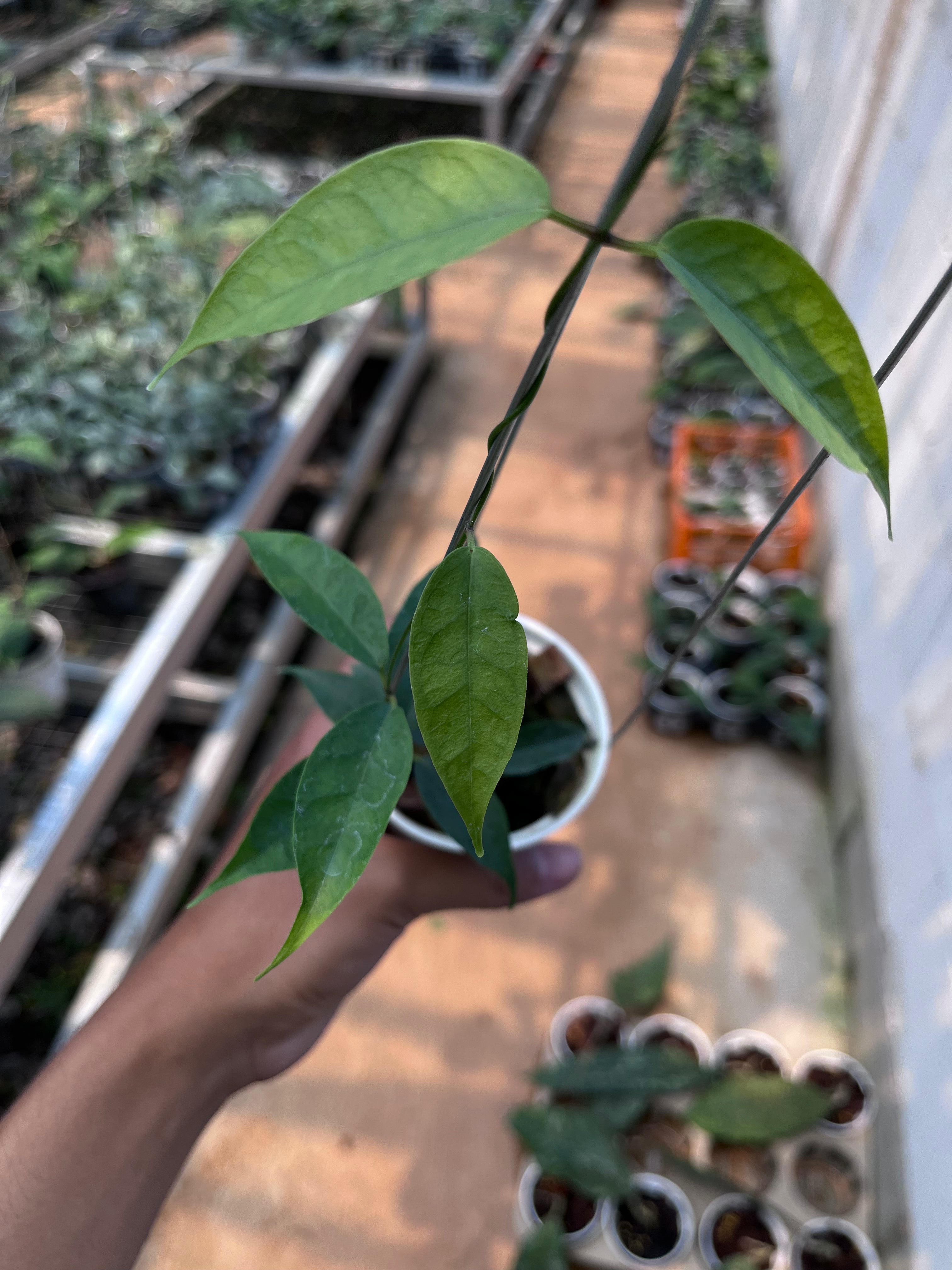 Hoya Medusa