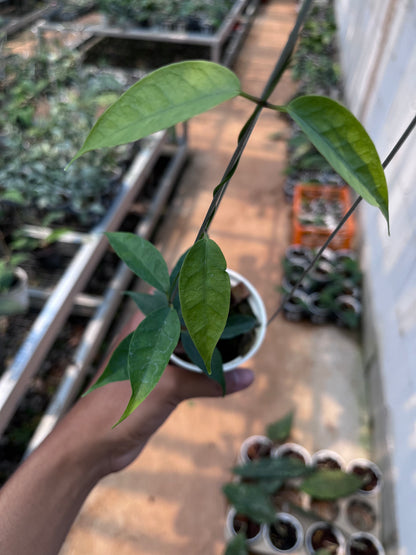 Hoya Medusa