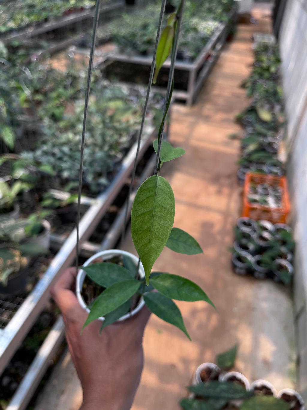 Hoya Medusa