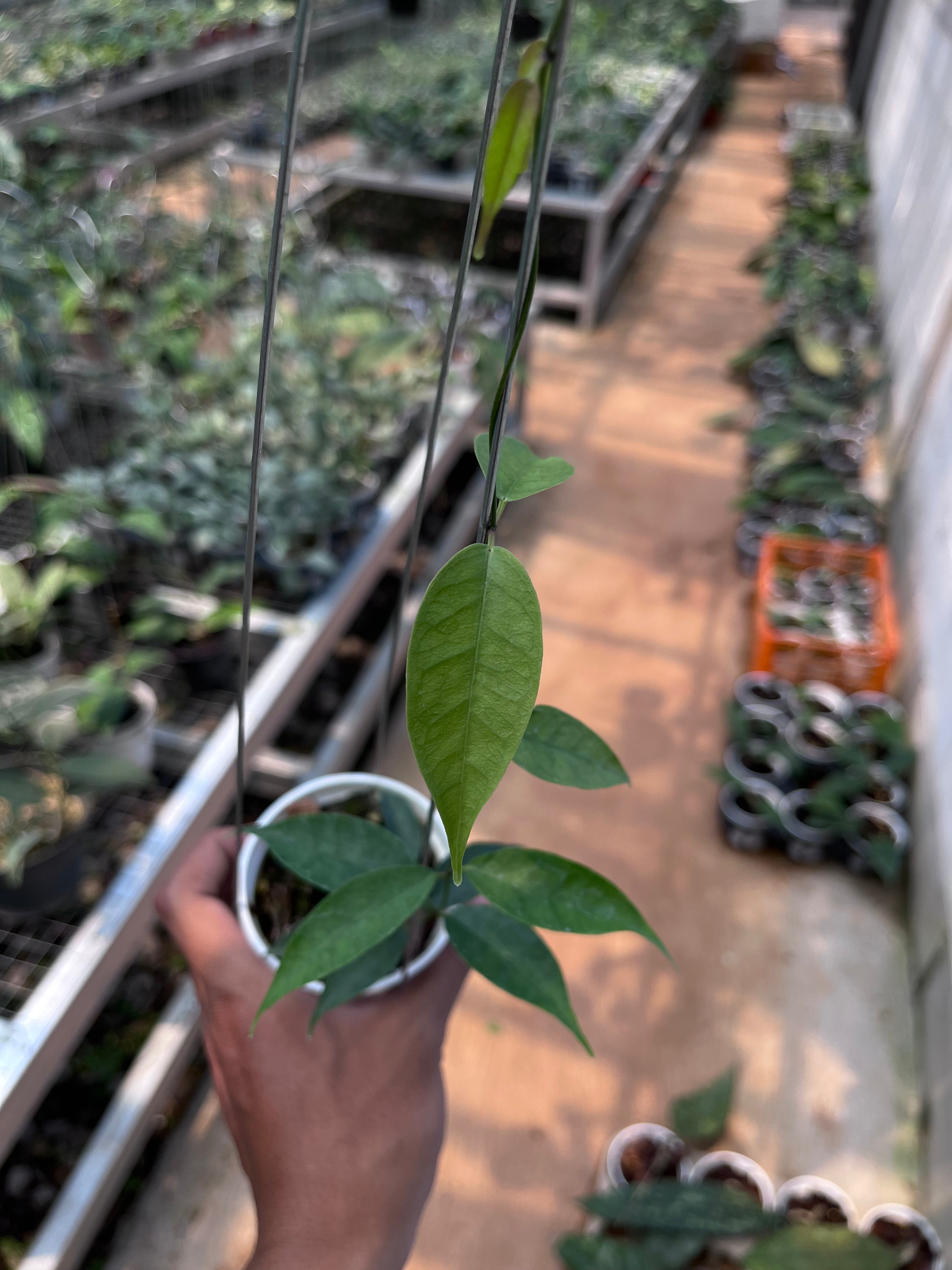 Hoya Medusa
