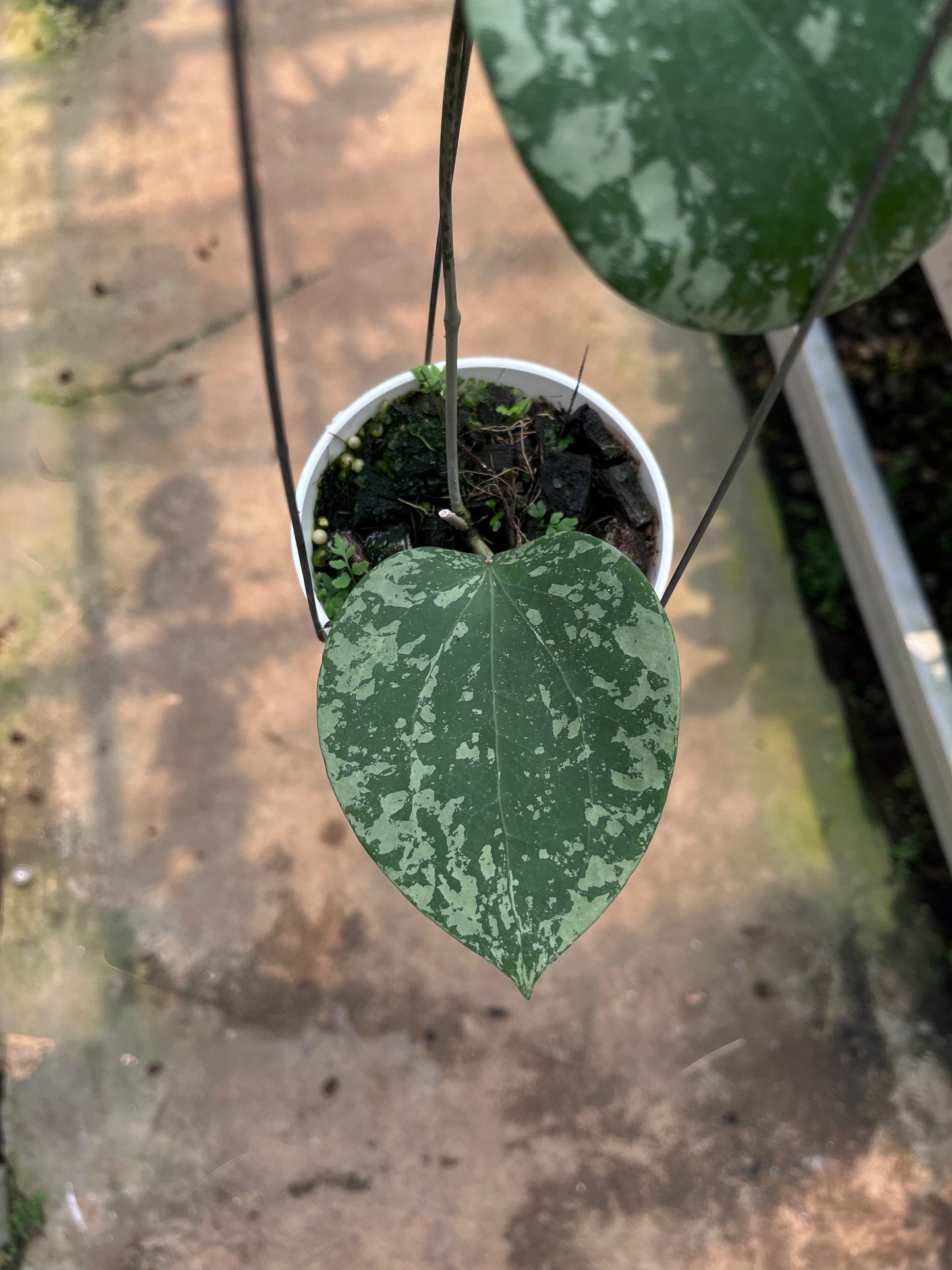 Hoya Glabra High Splash