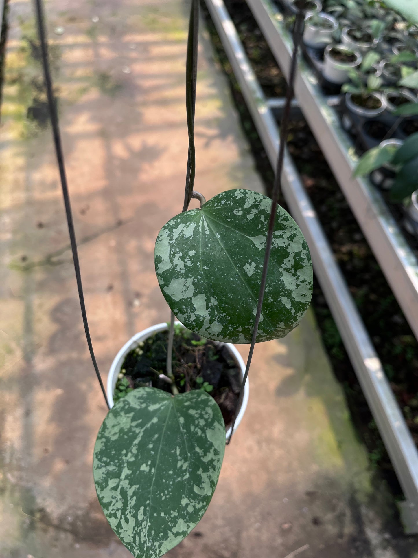 Hoya Glabra High Splash