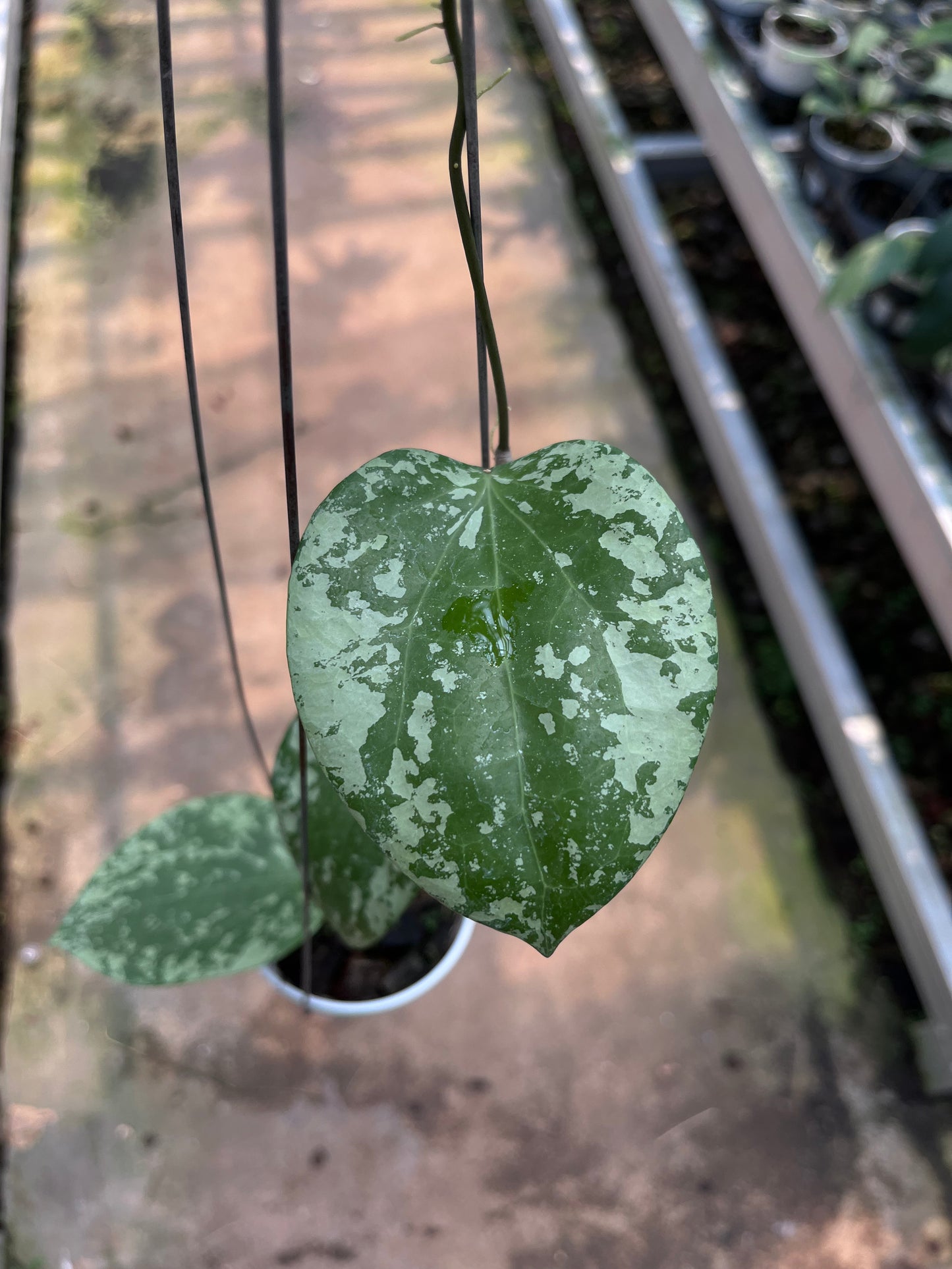 Hoya Glabra High Splash