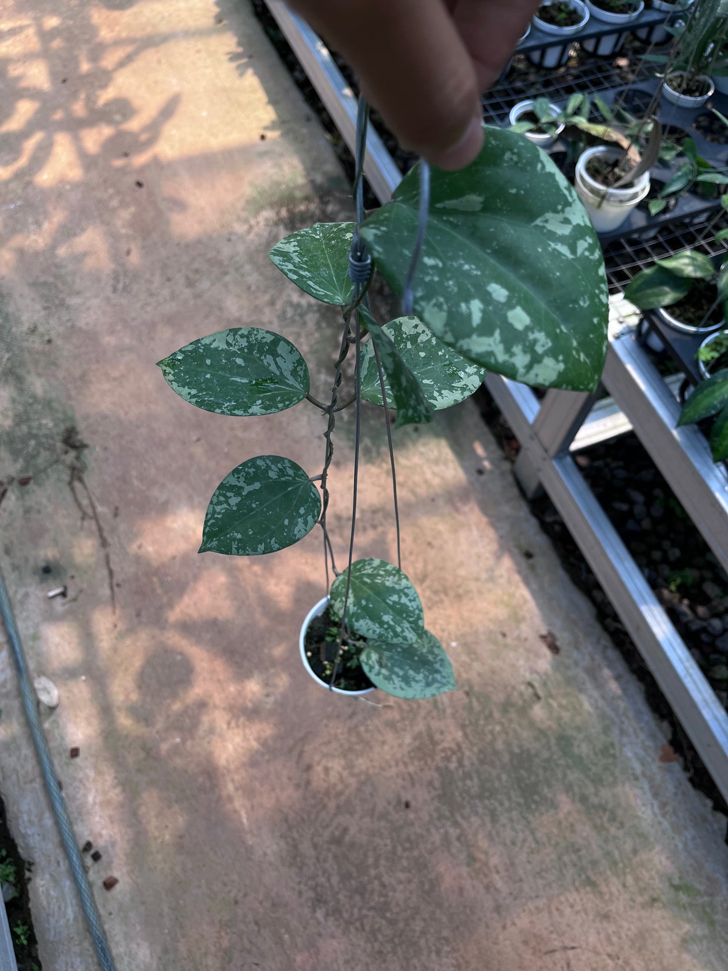 Hoya Glabra High Splash