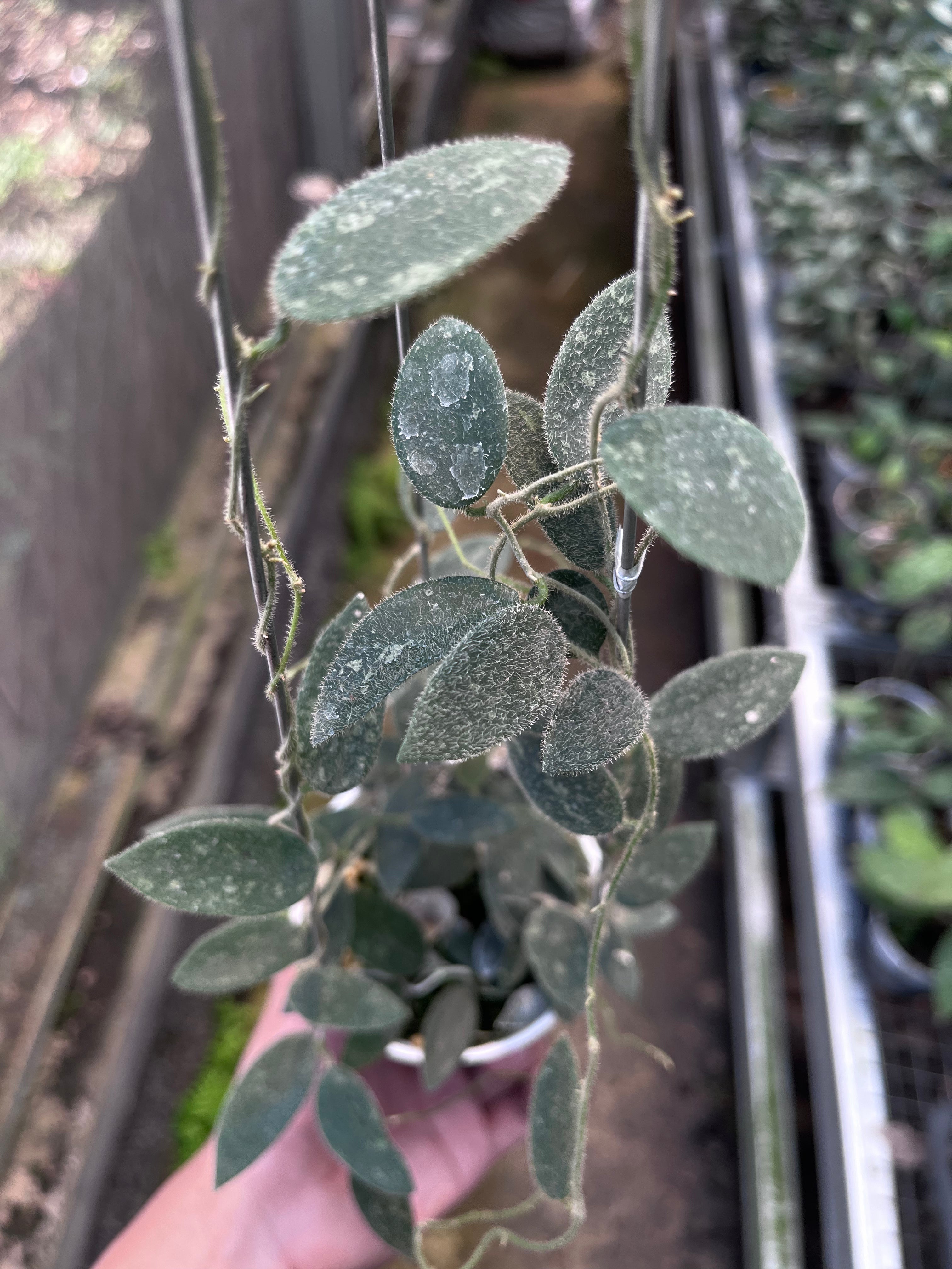 Hoya Lima Splash
