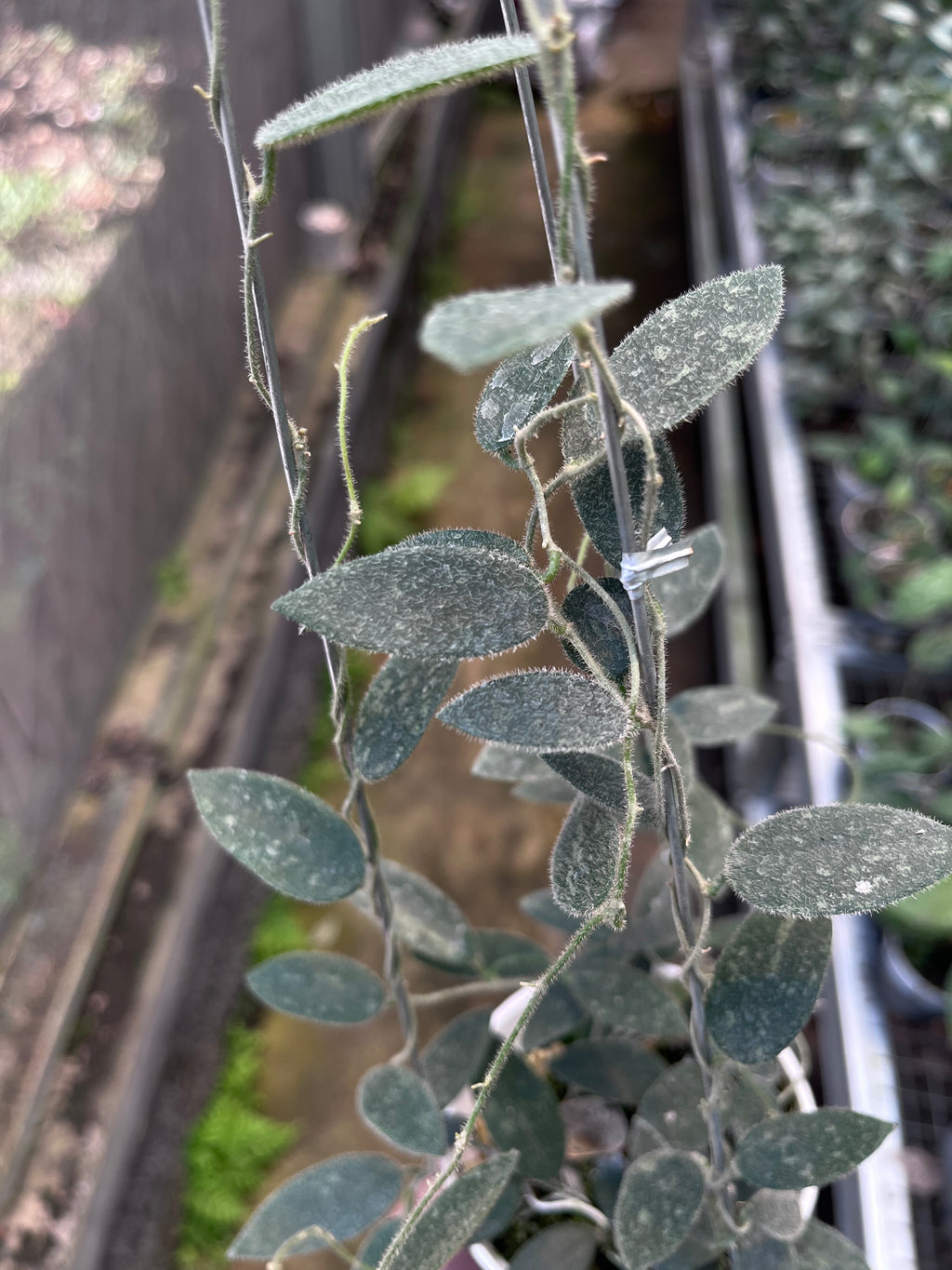 Hoya Lima Splash