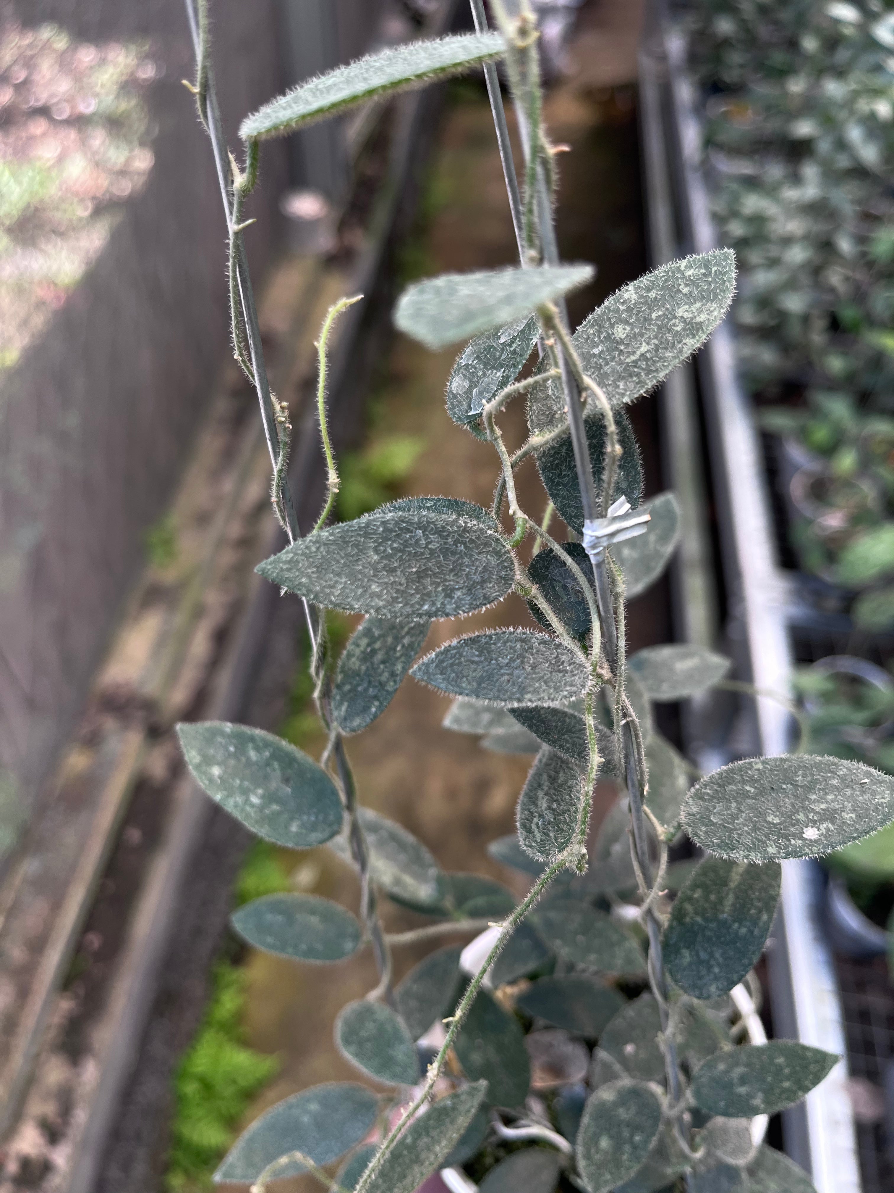 Hoya Lima Splash