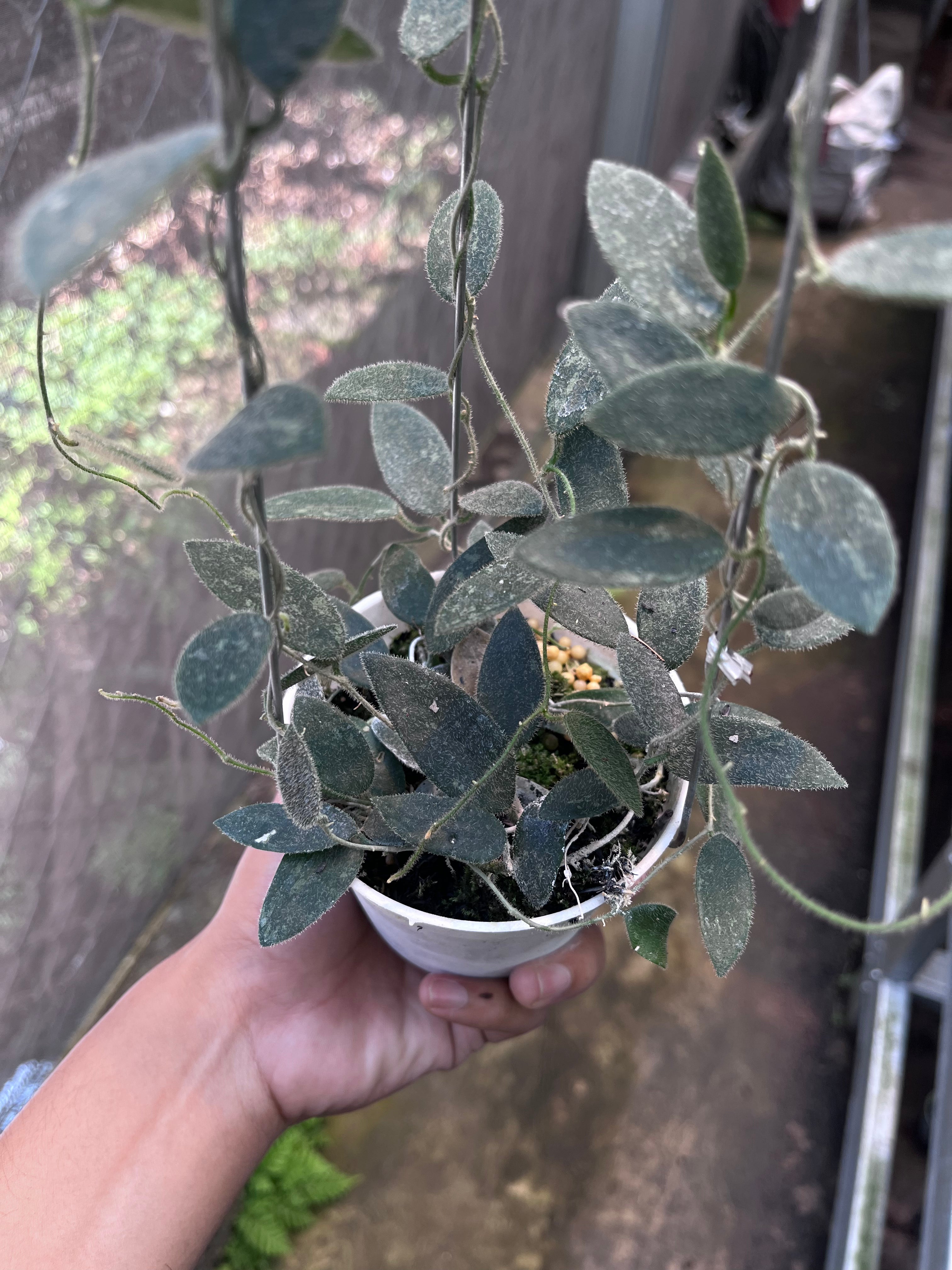 Hoya Lima Splash