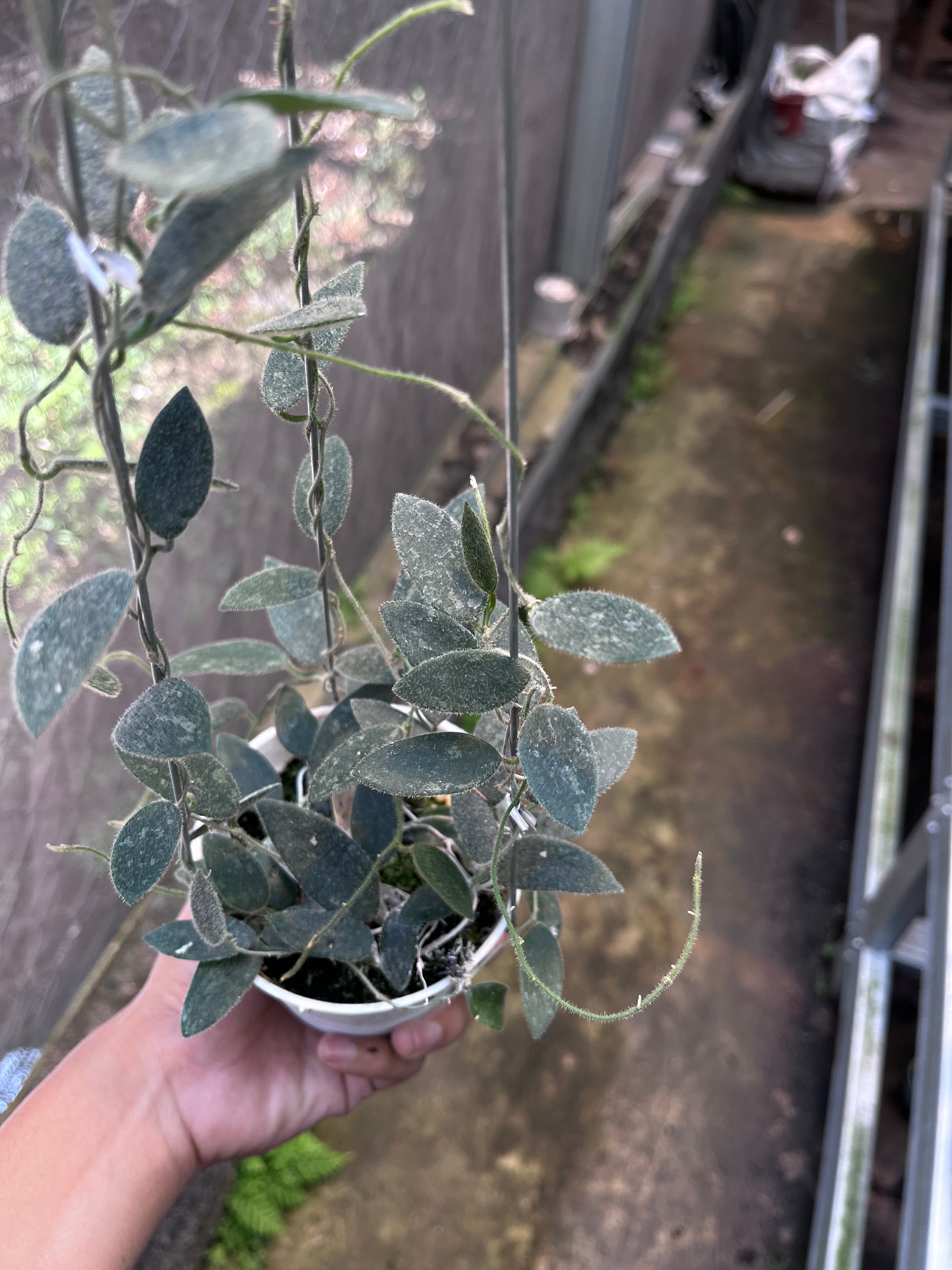 Hoya Lima Splash
