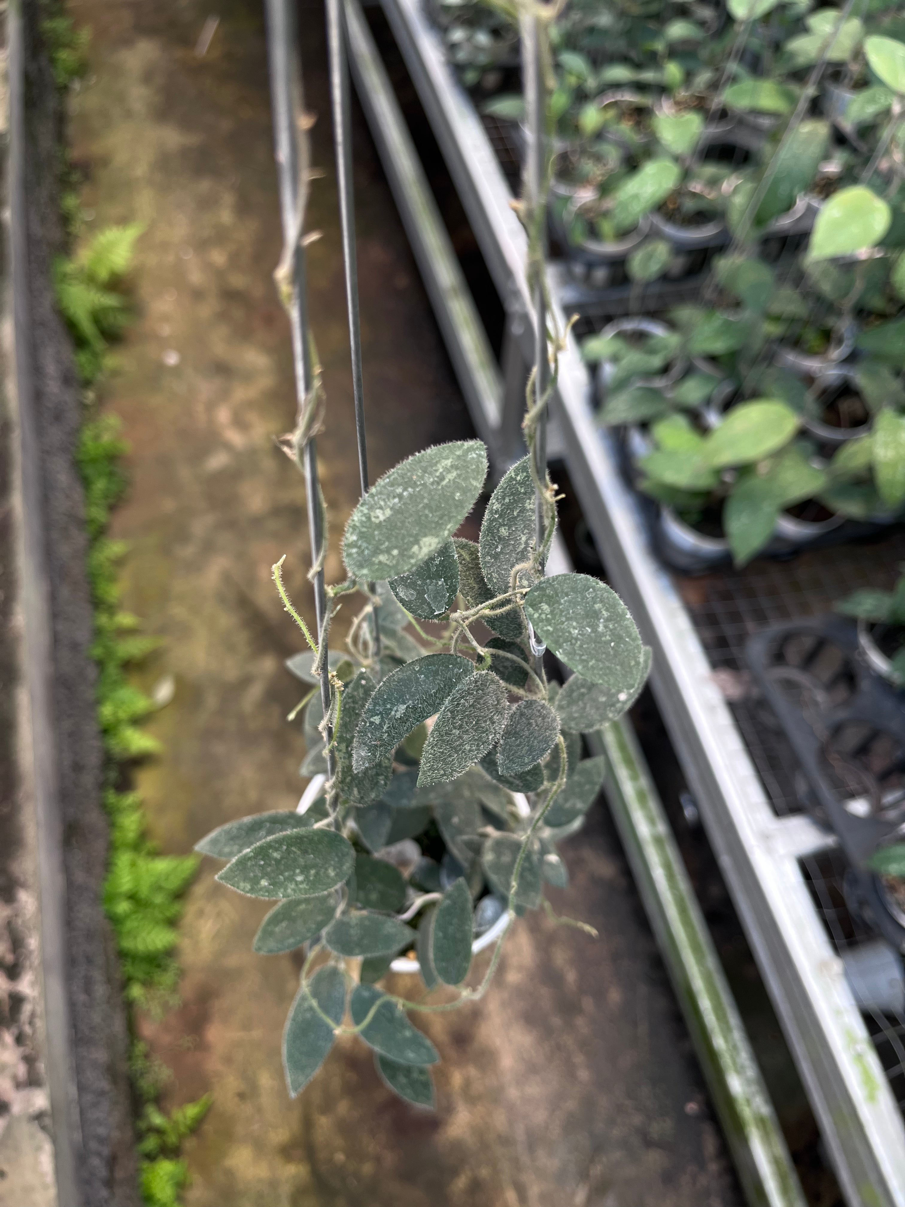 Hoya Lima Splash