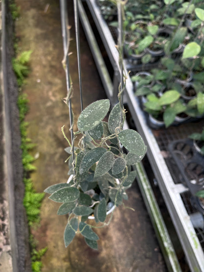 Hoya Lima Splash