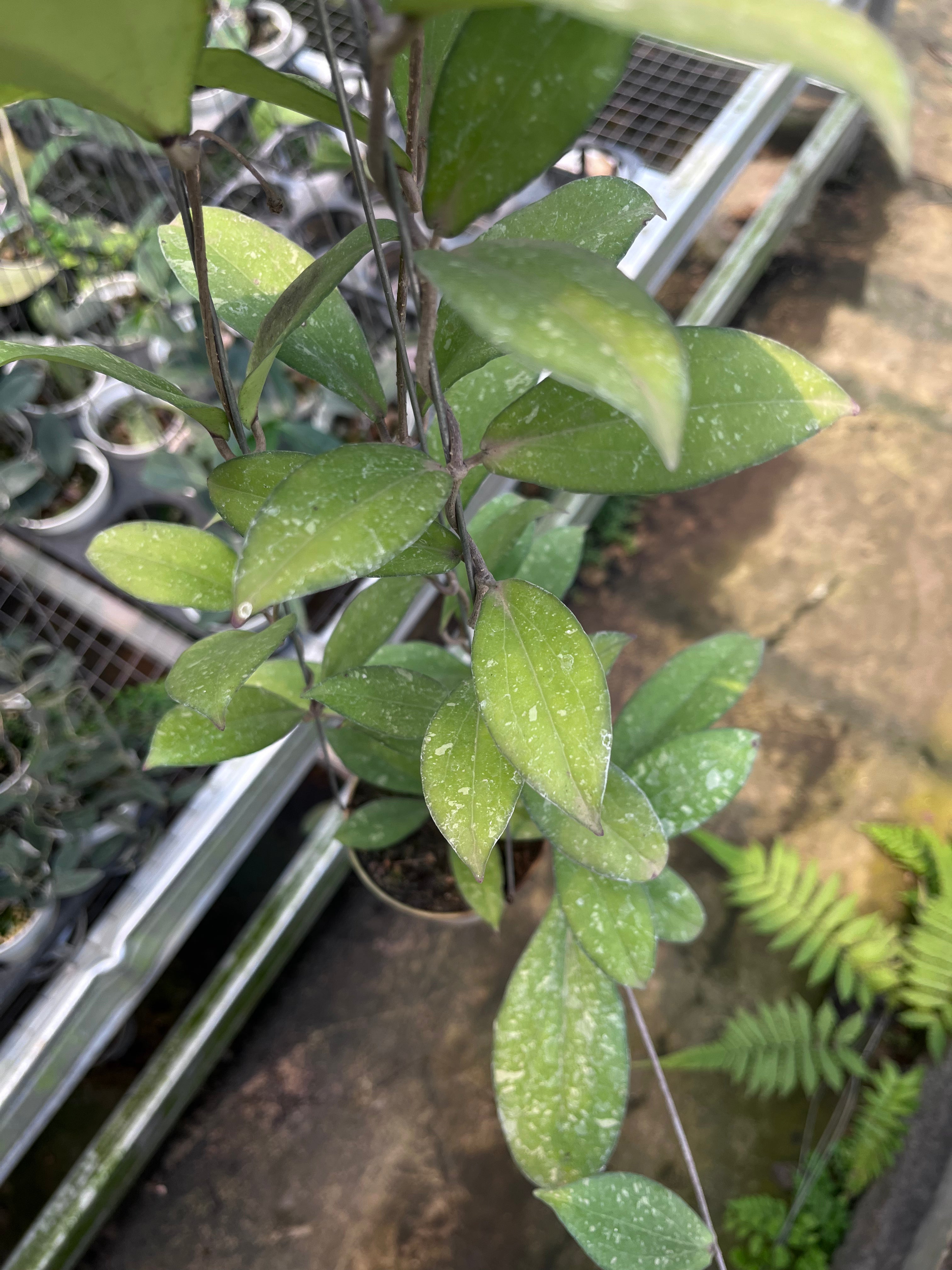 Hoya Finlaysonii Splash