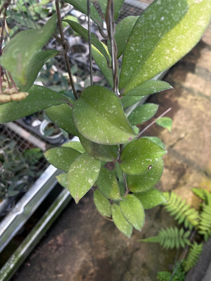 Hoya Finlaysonii Splash