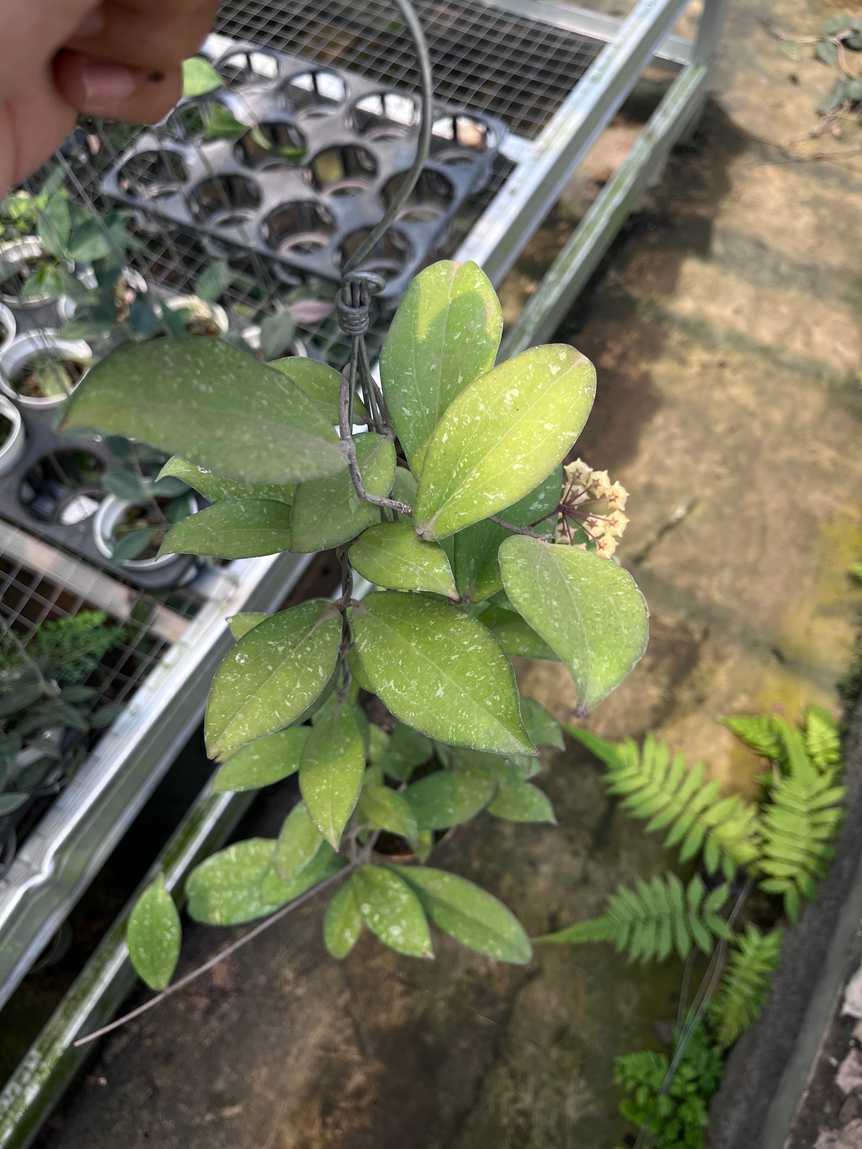 Close-up of a plant with a blurred background
