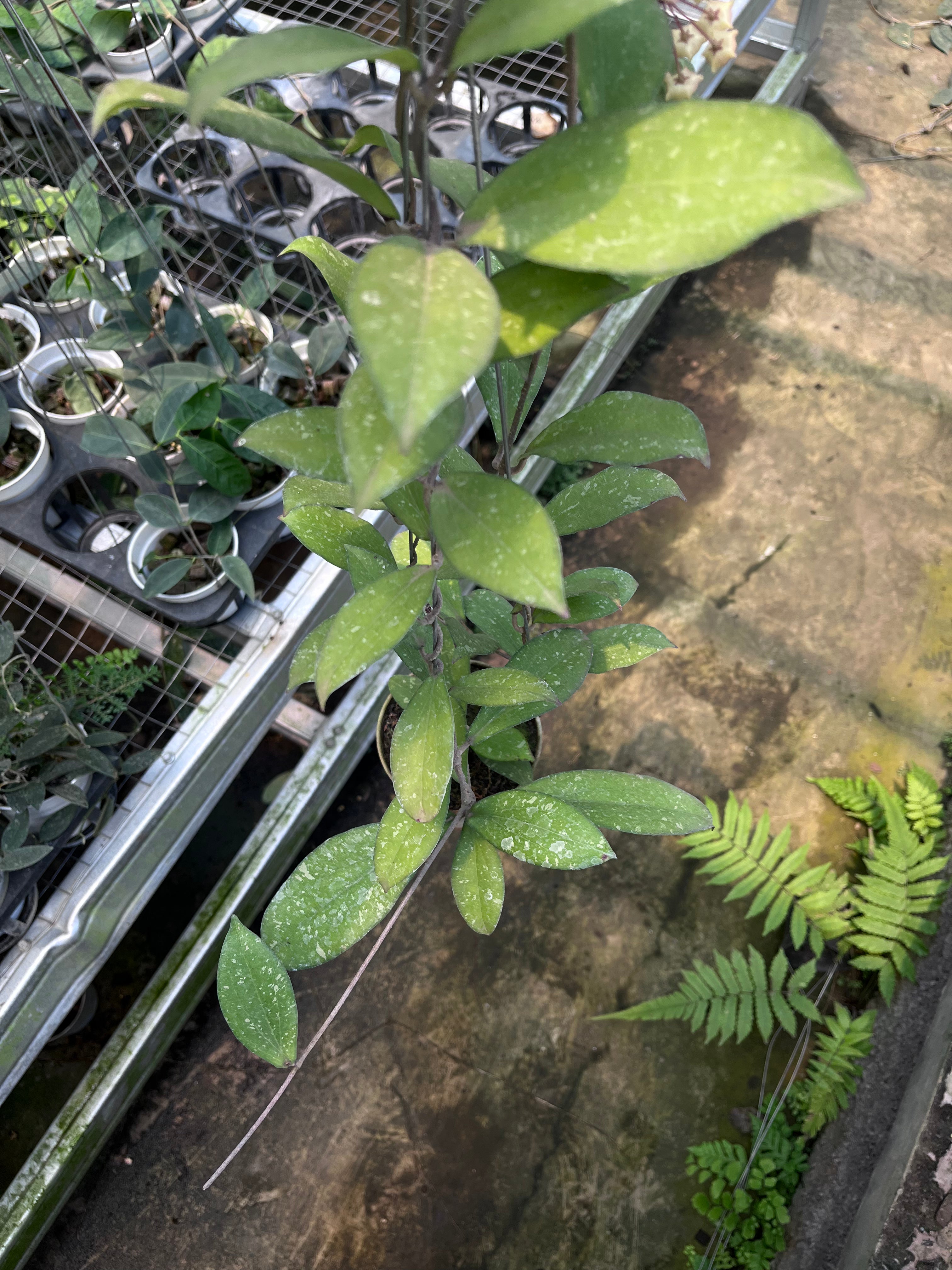 Hoya Finlaysonii Splash
