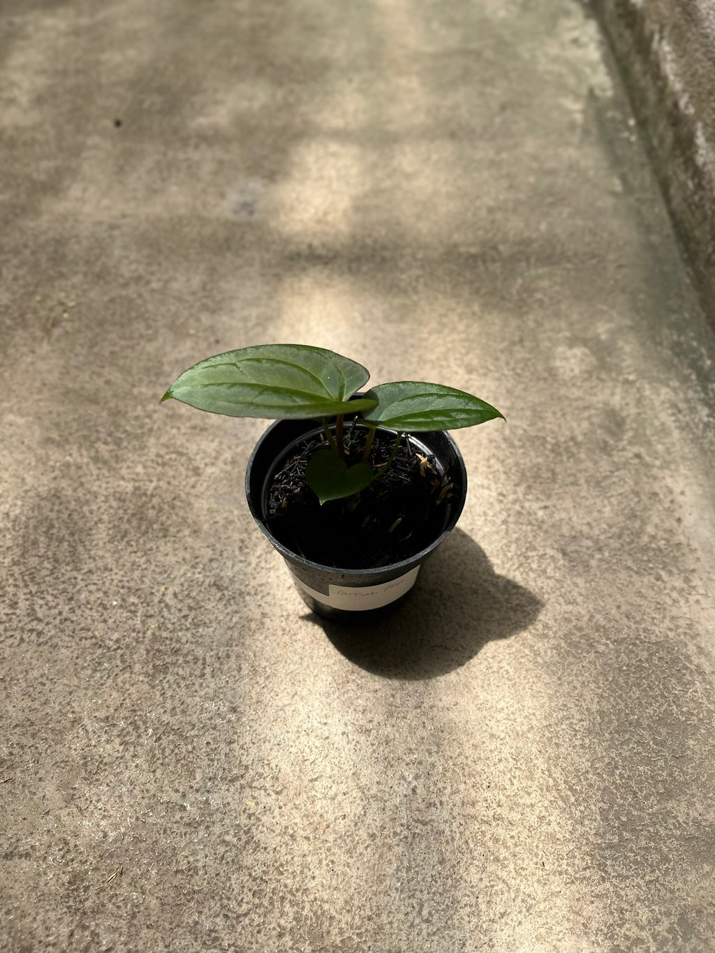 Anthurium Forgetii