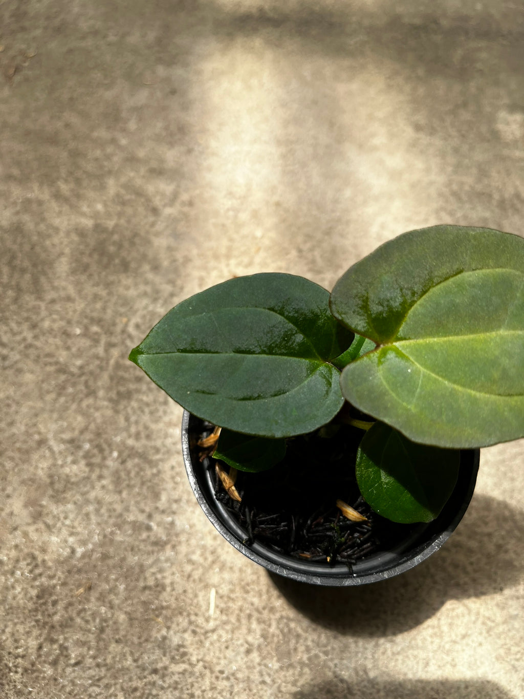 Anthurium Forgetii