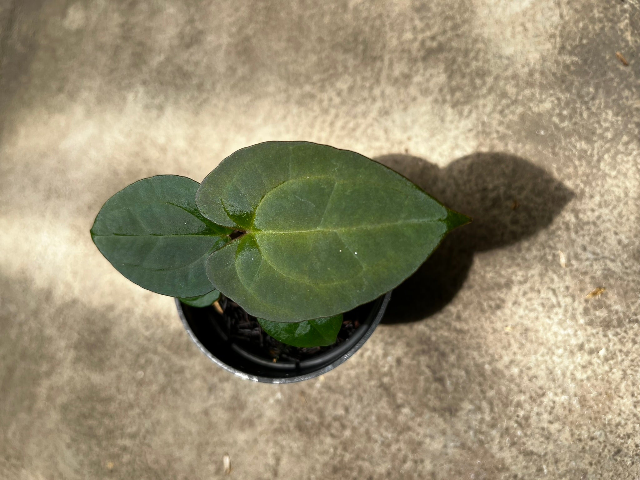 Anthurium Forgetii