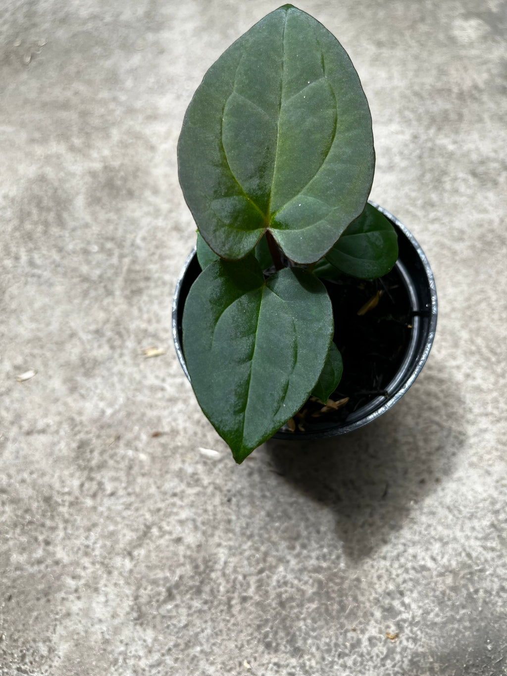 Anthurium Forgetii