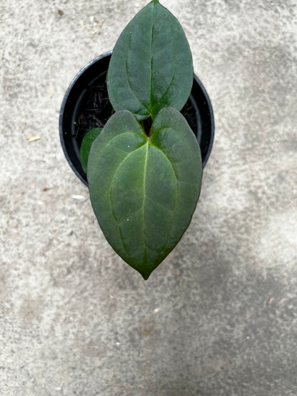 Anthurium Forgetii