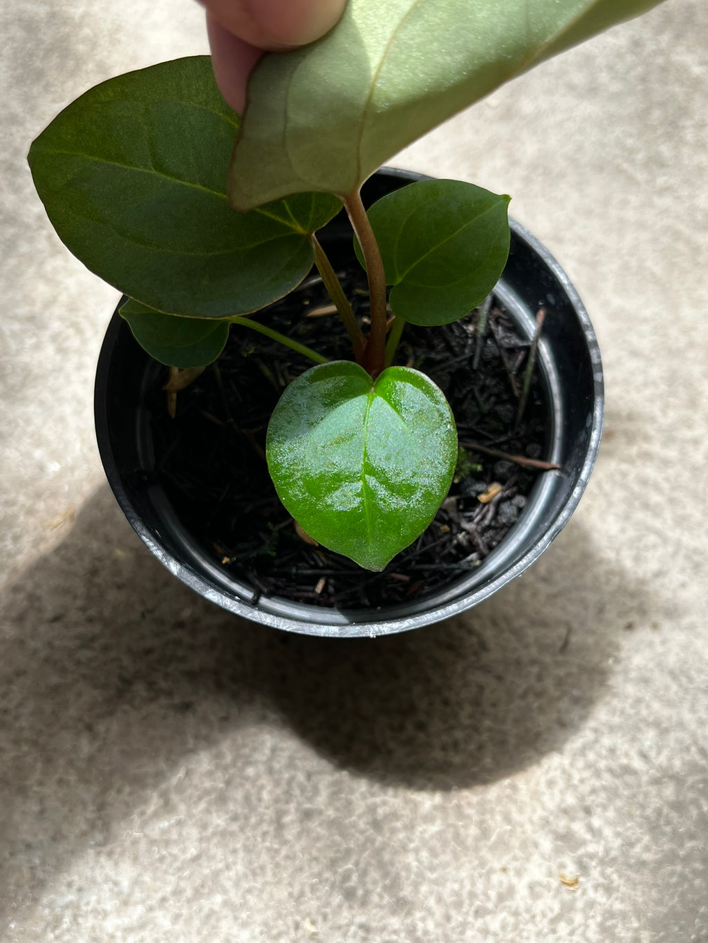 Anthurium Forgetii