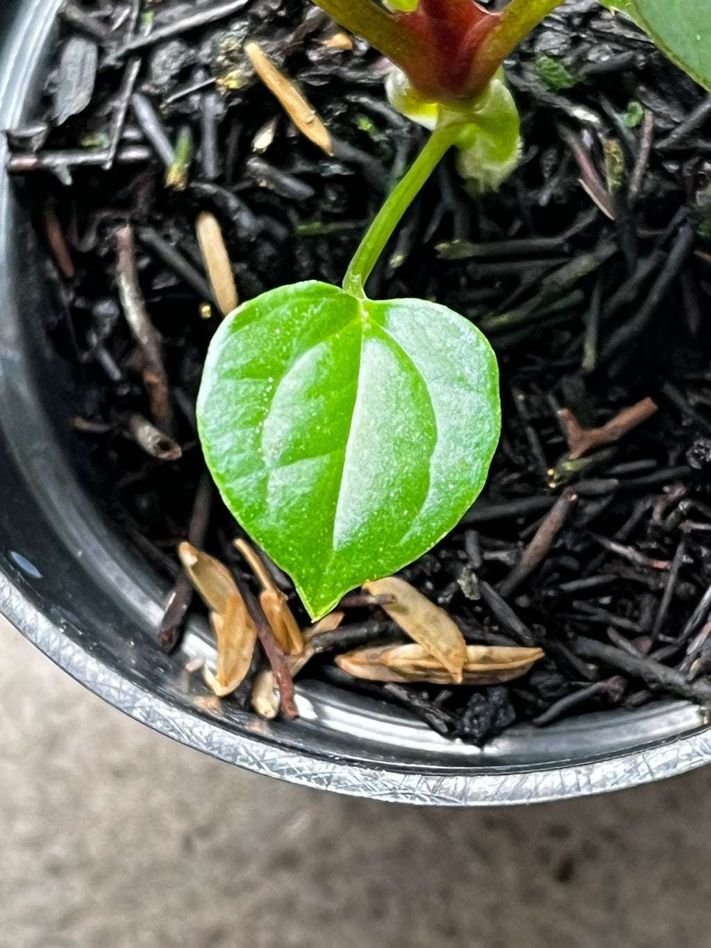 Anthurium Forgetii