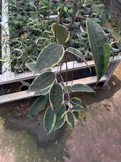 Hoya Latifolia Albo