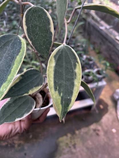 Hoya Latifolia Albo