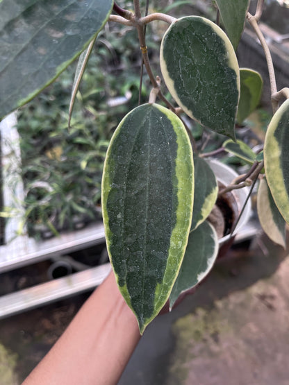 Hoya Latifolia Albo