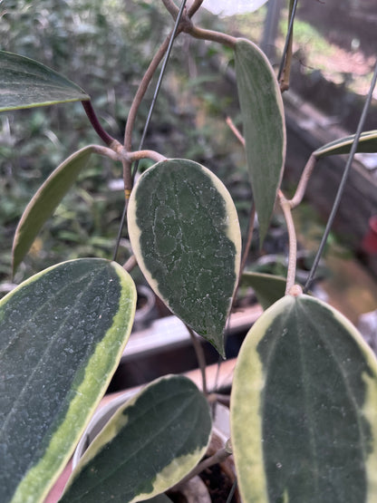 Hoya Latifolia Albo