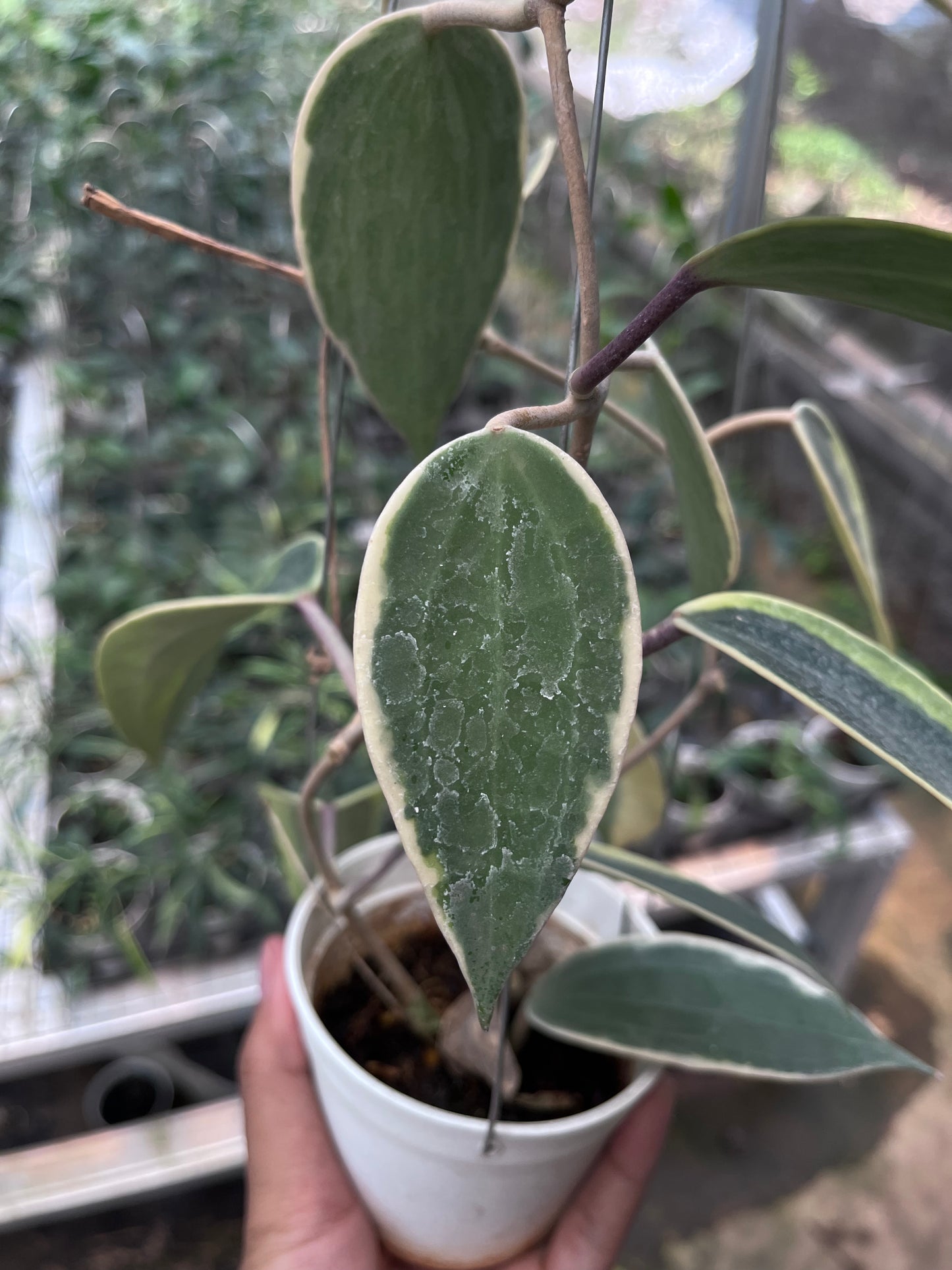 Hoya Latifolia Albo