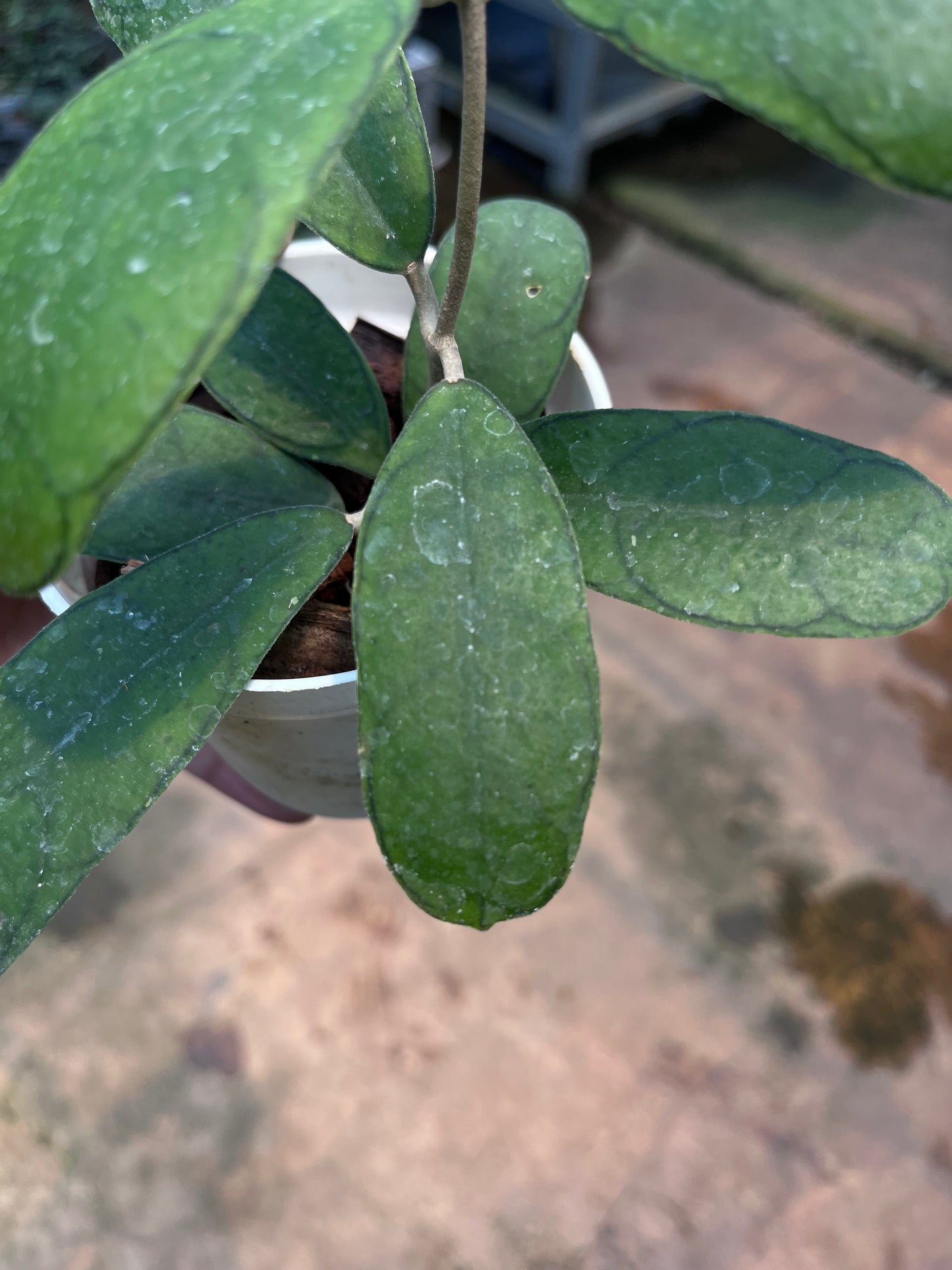 Hoya Deykeae Mutia
