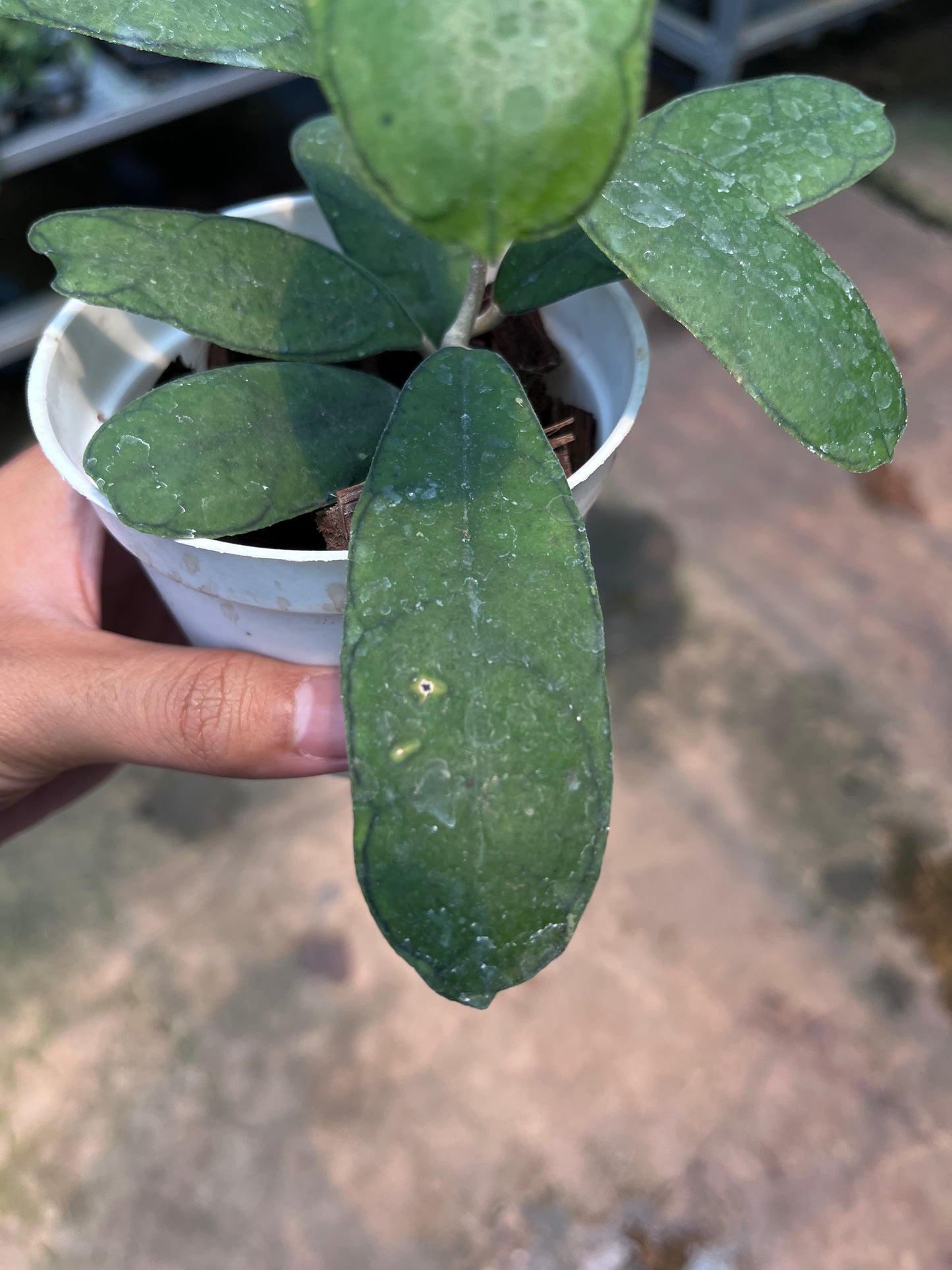 Hoya Deykeae Mutia